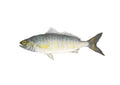 Australian Salmon – Presale