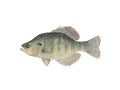 Crappie – Presale
