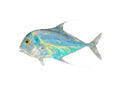 African Pompano – Presale