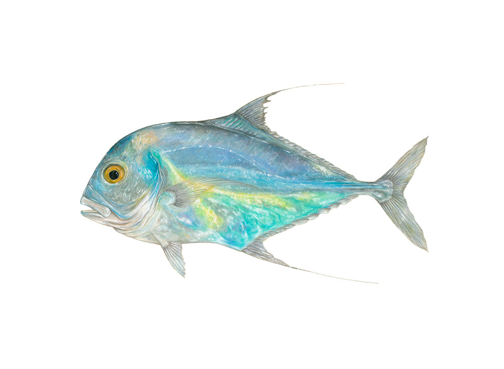 African Pompano – Presale