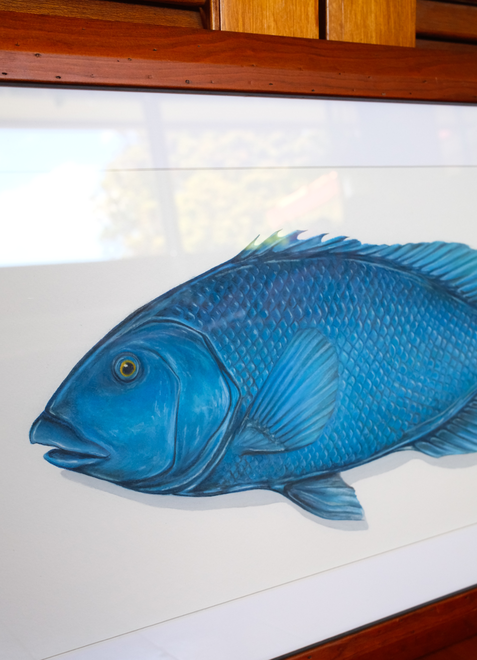 A framed art print featuring a detailed blue groper  fish illustration on a white background, bordered by a dark wood frame.