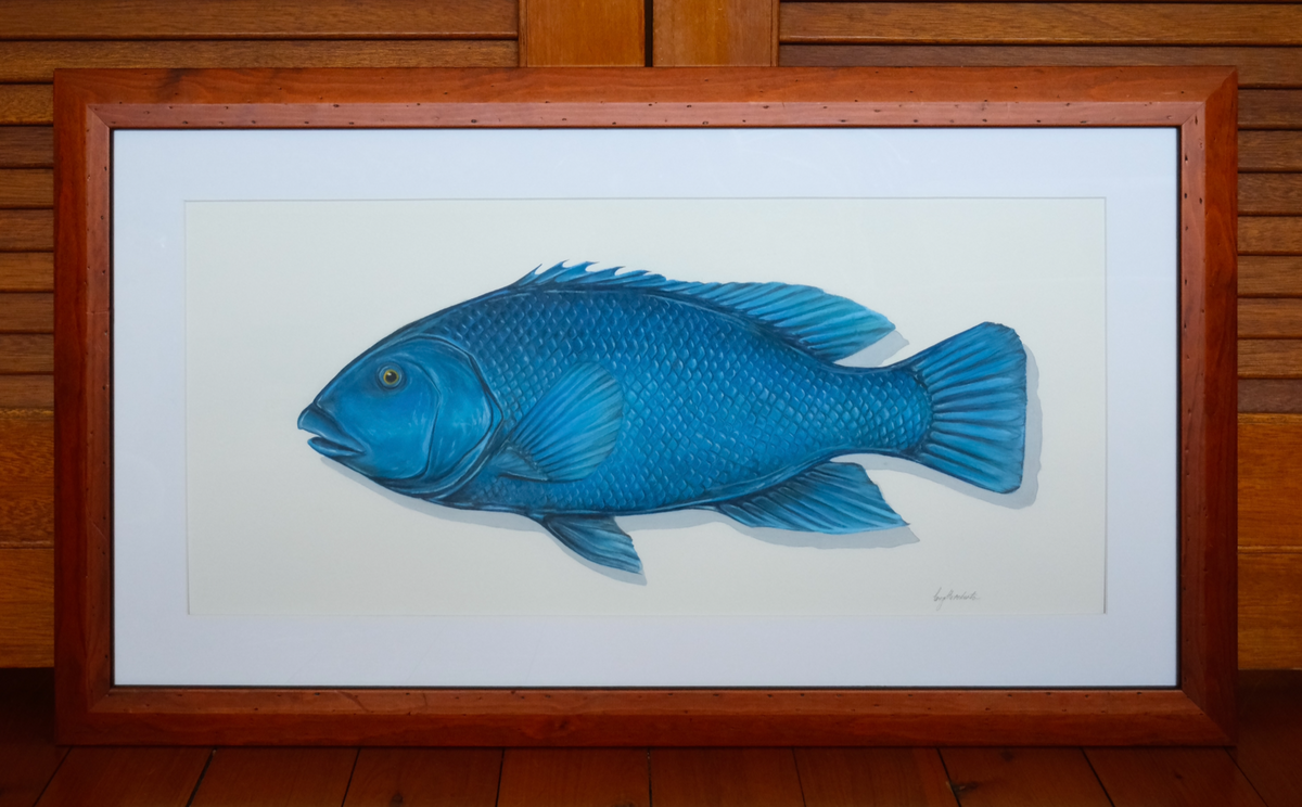 A framed art print depicting a detailed blue groper fish on a white background, enclosed in a warm brown wooden frame and leaning against a wooden wall.