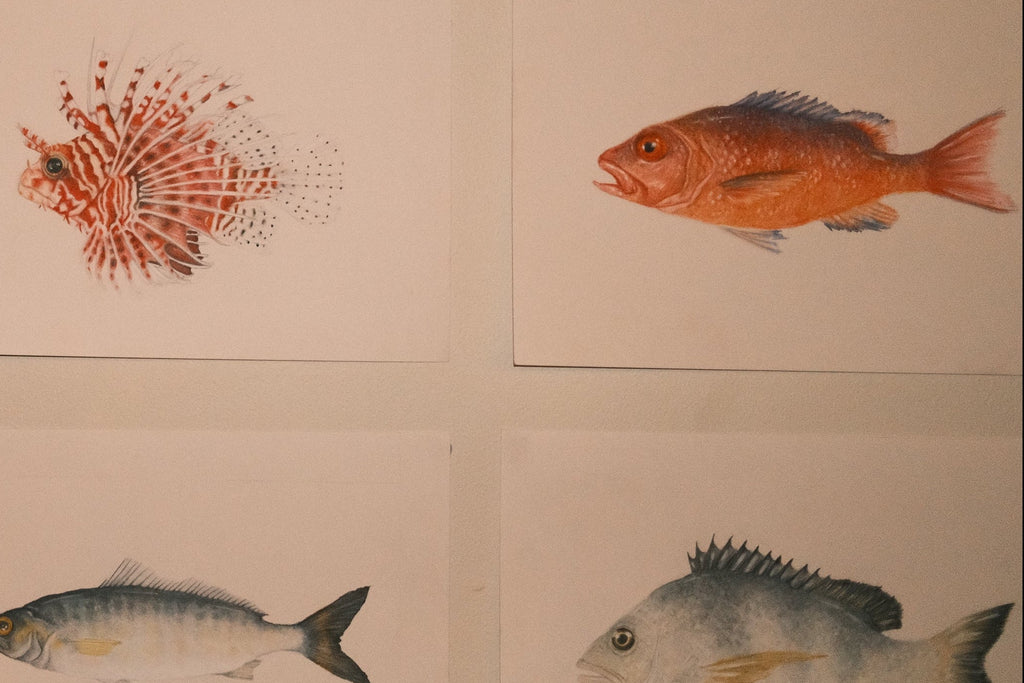 Red Snapper