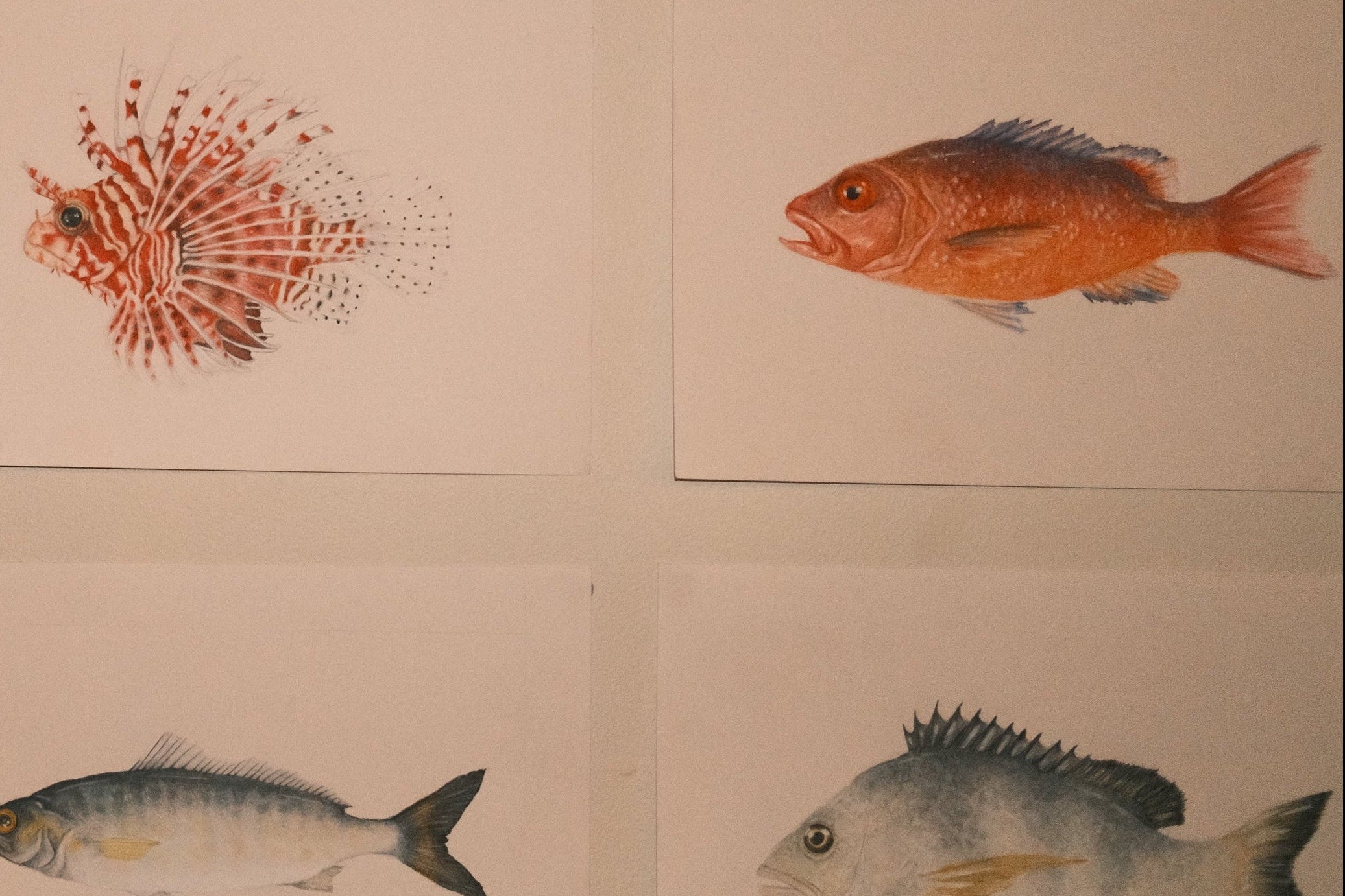Red Snapper