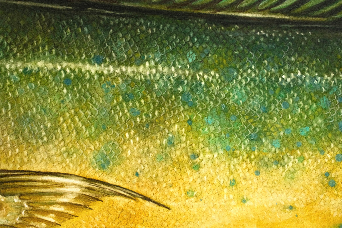 Mahi Mahi - Framed Original