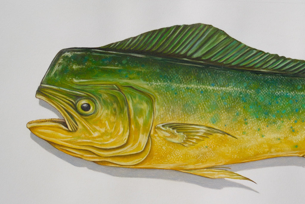 Mahi Mahi - Framed Original