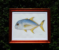 Trevally - Framed Original