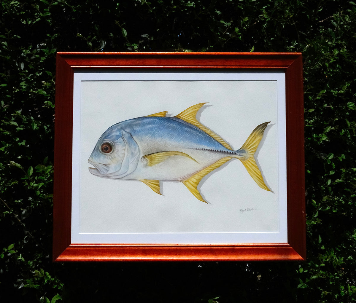 Trevally | Original