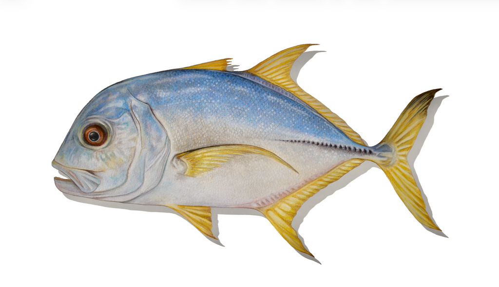 Trevally - Framed Original