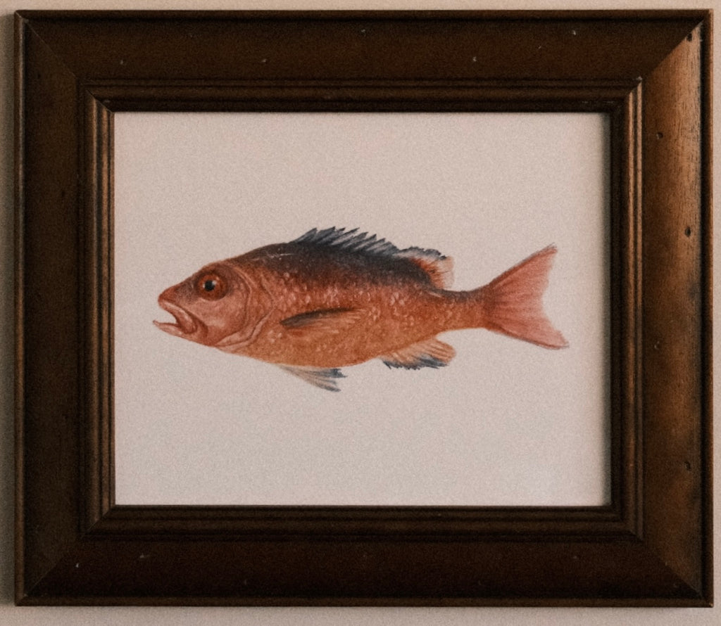 Red Snapper