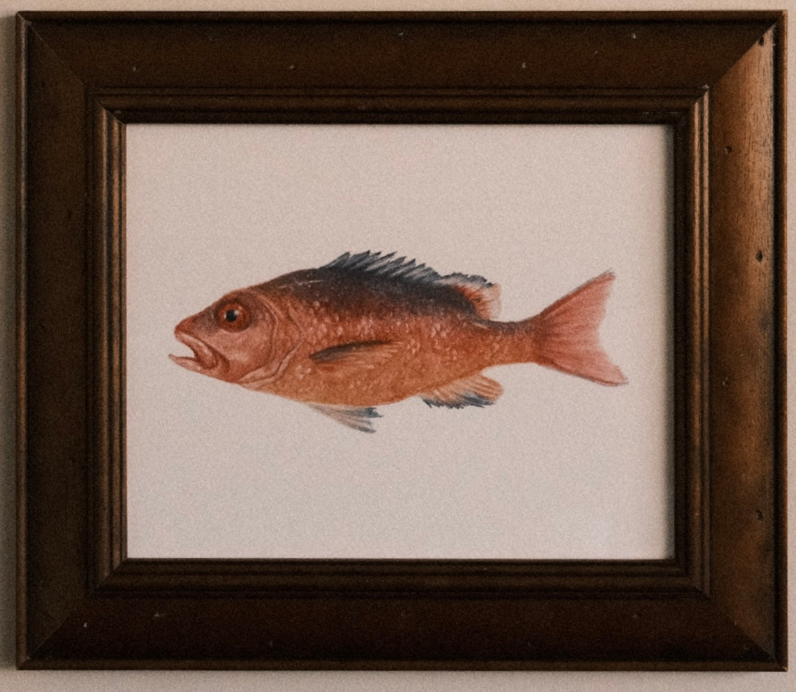 Red Snapper