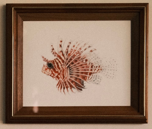 Lion Fish