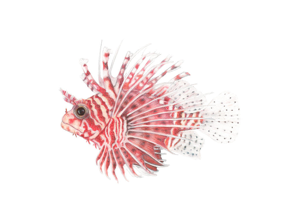 Lion Fish