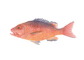 Red Snapper