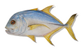 Trevally – Presale