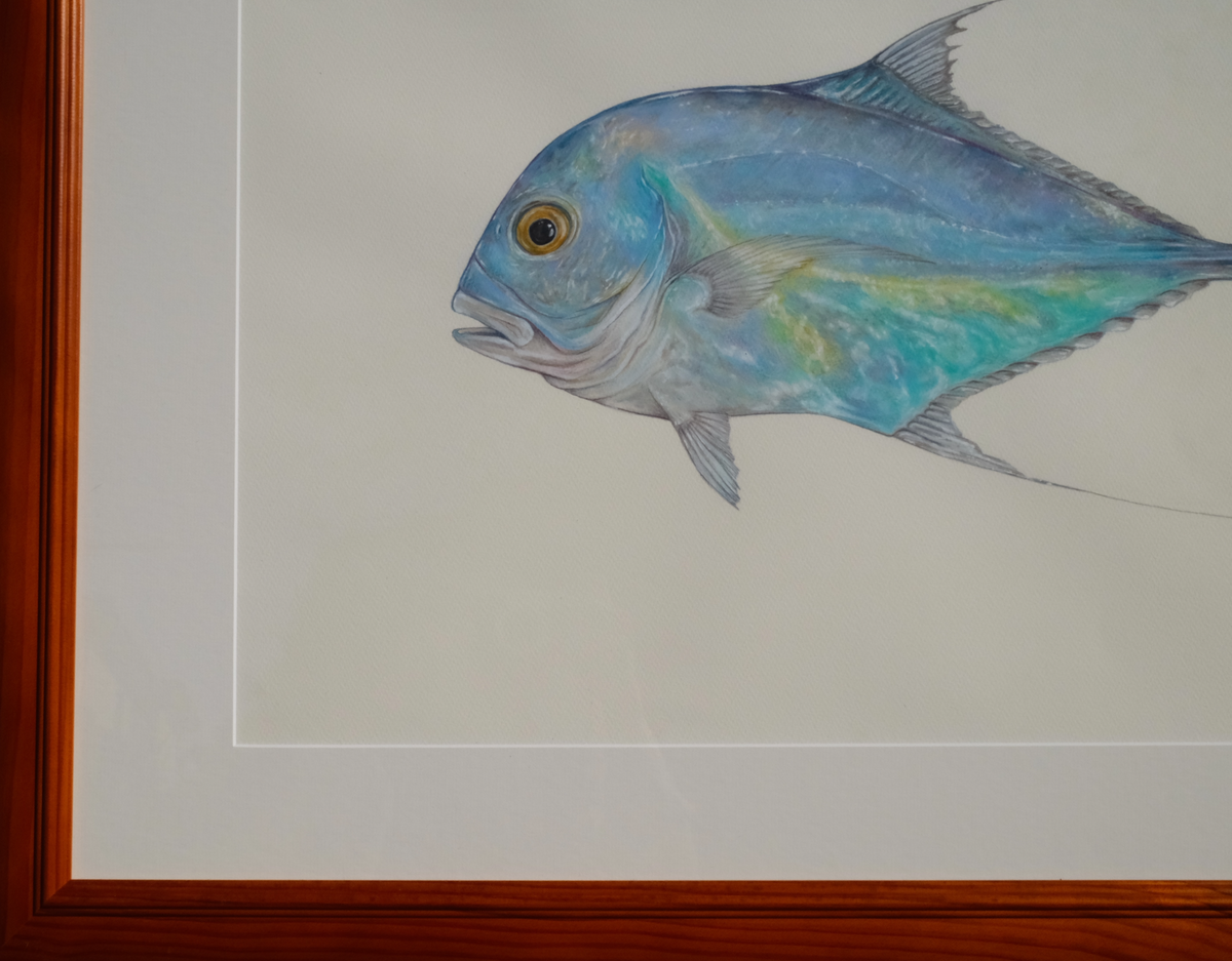 African Pompano - Framed Original