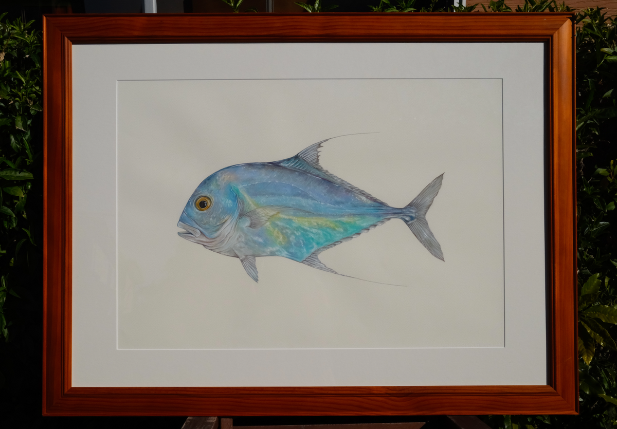 African Pompano | Original