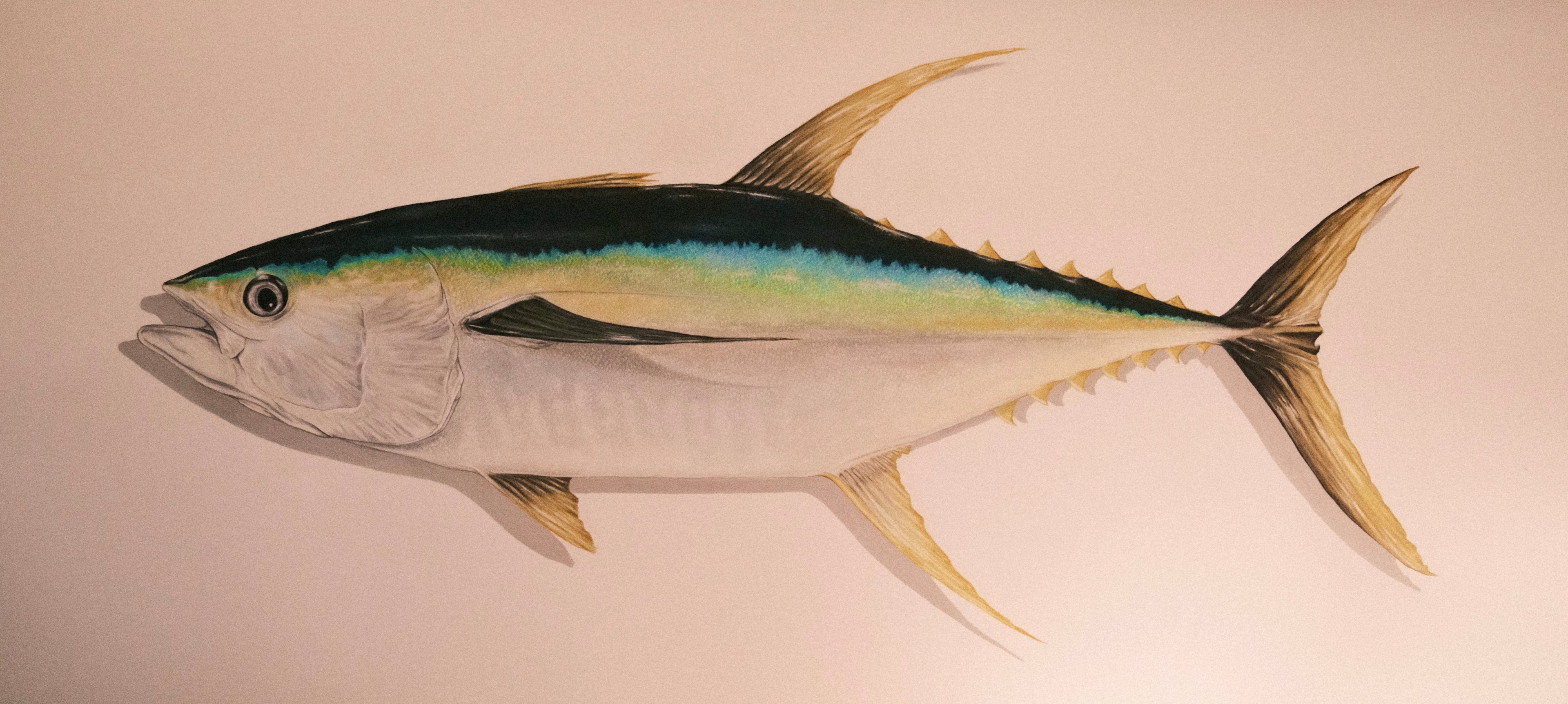 A stylised pastel pencil illustration of a yellowfin tuna against a textured off-white background, by Friday Project.
